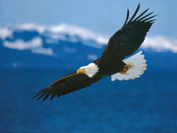 american_bald_eagle_in_flight2